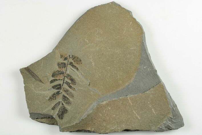 5.7" Pennsylvanian Fossil Fern (Neuropteris) Plate - Kentucky
